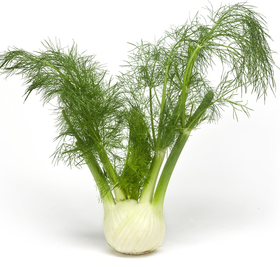 Image result for ades fennel images